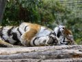ZOO-Viden 24 srpen 2014 097.JPG